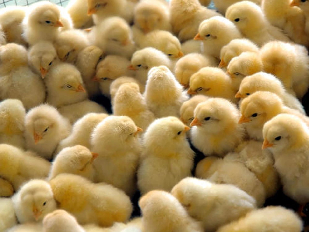 Hatching Baby Chicken